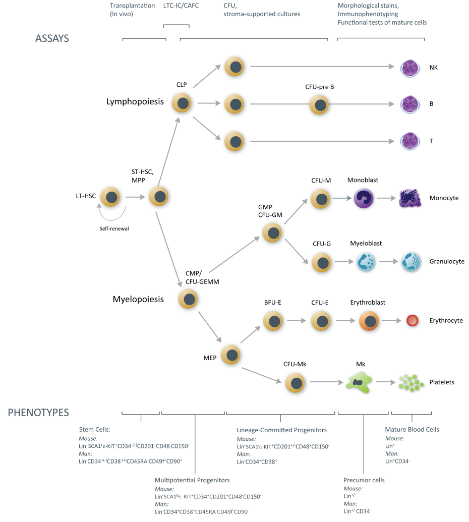 Hematopoietic Stem Cell Chart