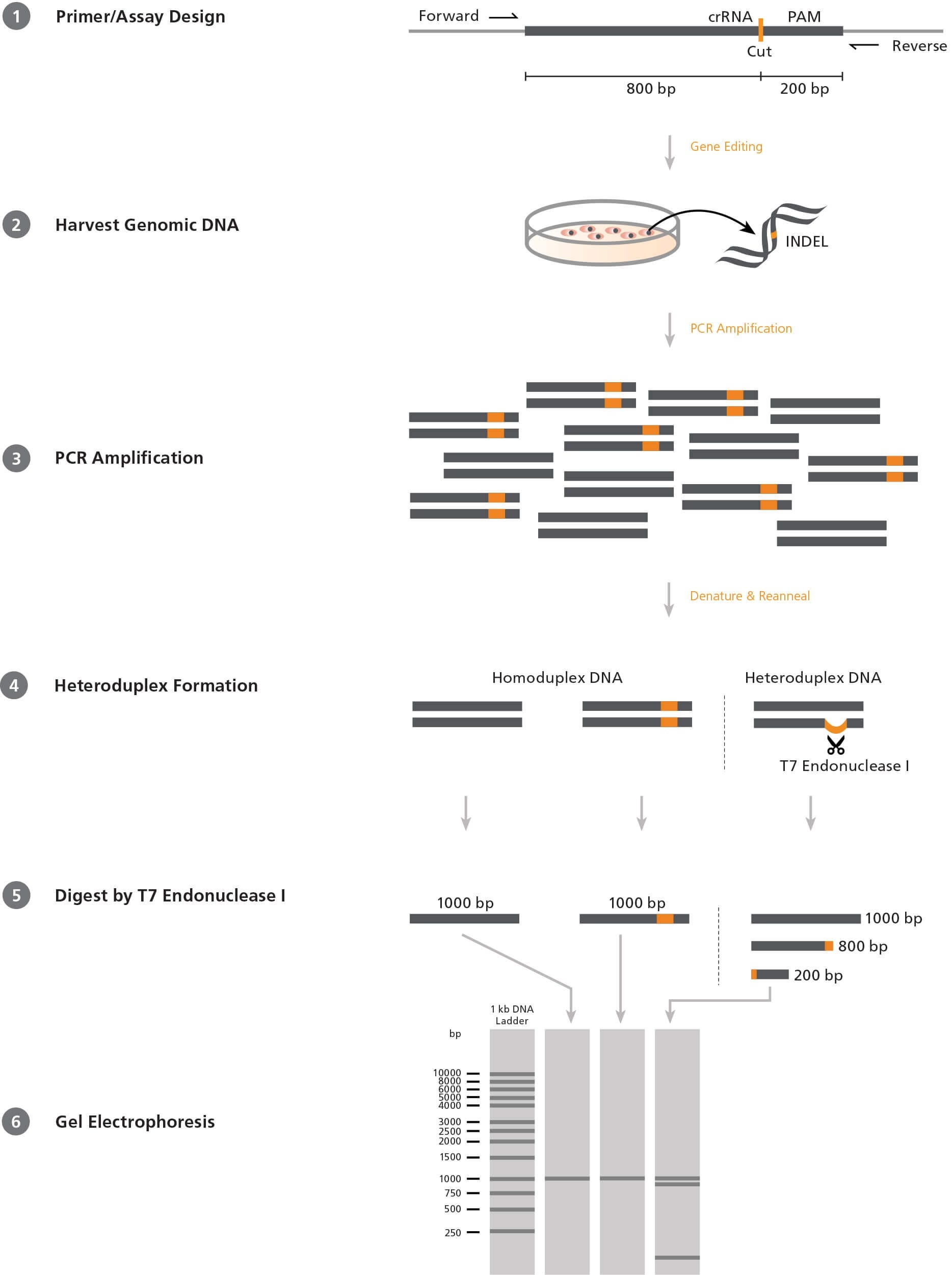 Mismatch Cleavage Assay Using T7 Endonuclease I