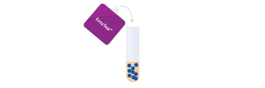 Isolated cells being poured into a new tube from a tube held by an EasySep™ Magnet.