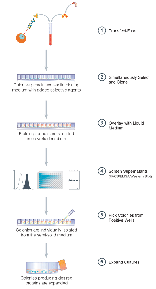 Protocol for Producing Monoclonal Cell Lines Using ClonaCell™ FLEX Semi