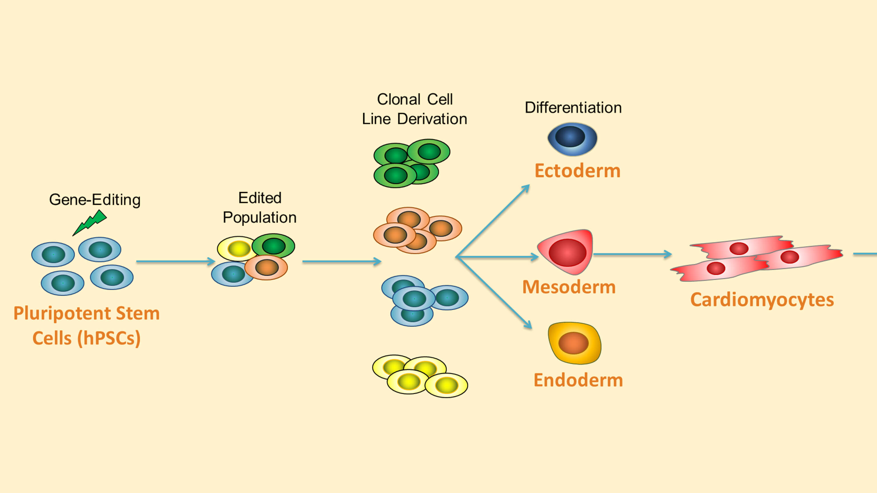 stem cell differentiation