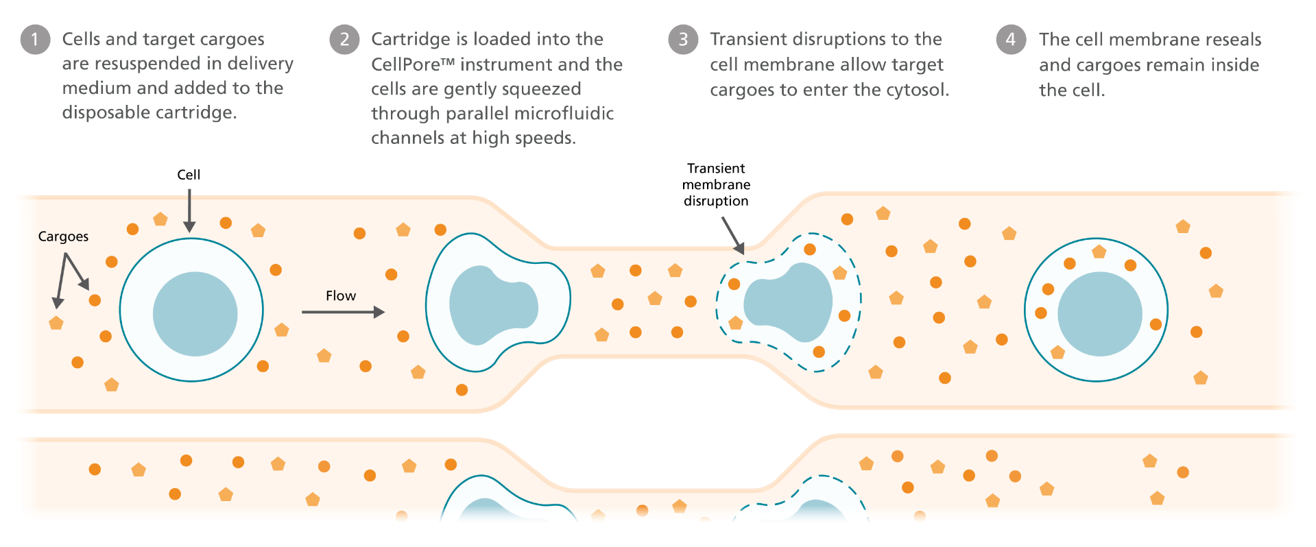 How CellPore™ Works