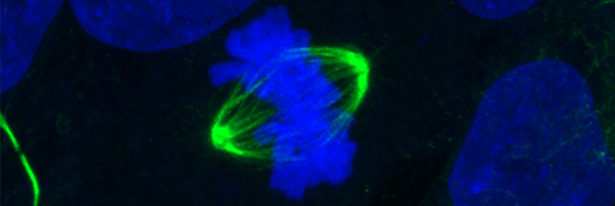 Fluorescent microscopy of dividing human pluripotent stem cells