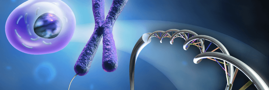 Chromosome and DNA