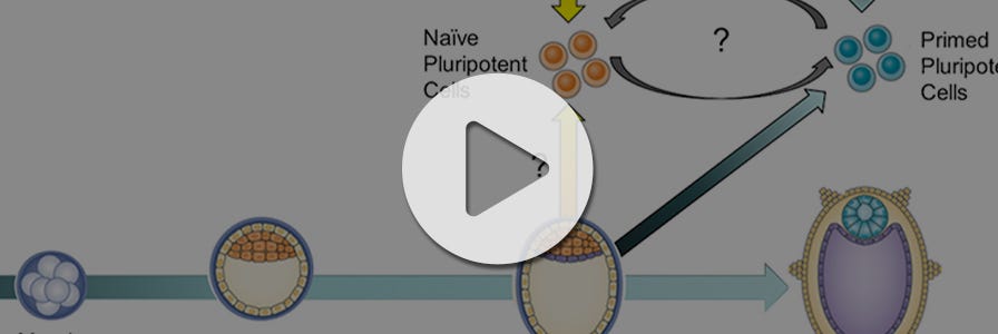 Light microscopy of human pluripotent stem cell colonies