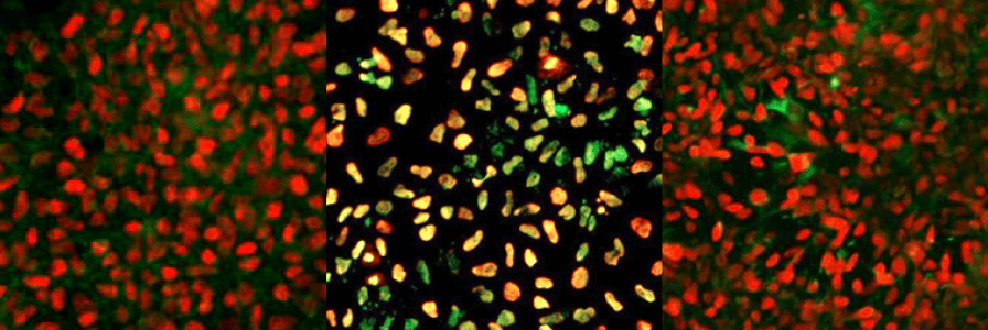 Immunohistological staining of progenitors of the three embryonic germ layers