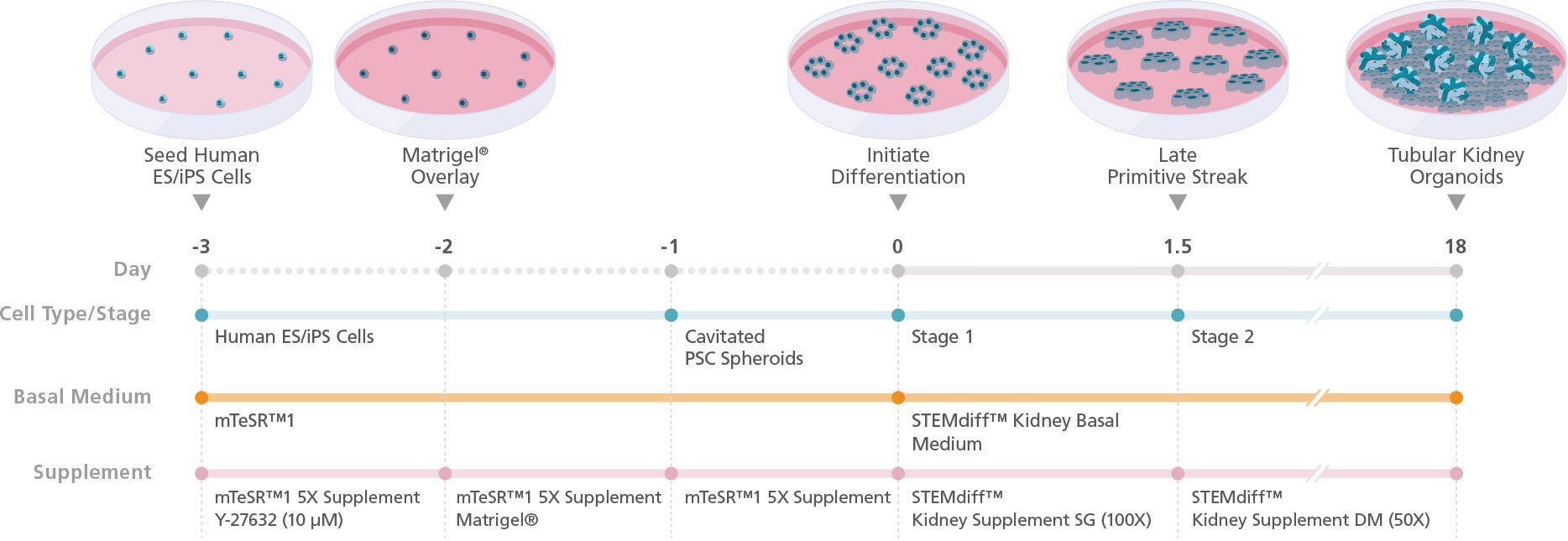 Protocol for kidney organoid culture