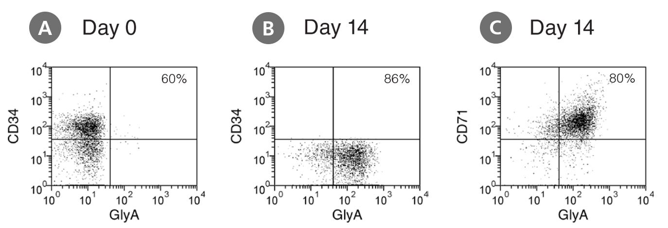 Flow cytometry dot plots showing expression of CD34, CD71, and GlyA before and after culture in StemSpan™