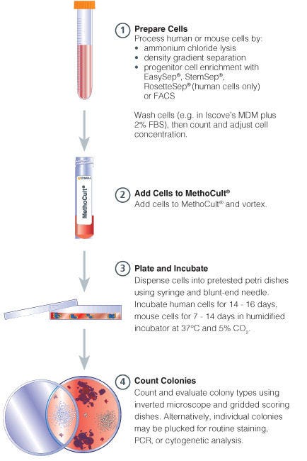 Procedure Summary for Hematopoietic CFU Assays