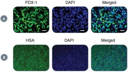 STEMdiff™ Definitive Endoderm yields DE that retains potency for downstream lineage specification