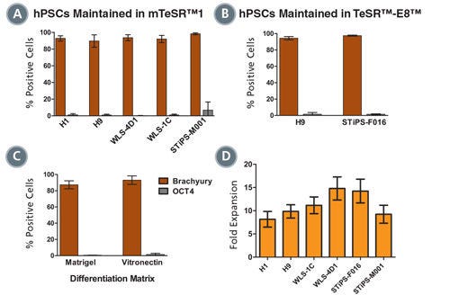 Mesoderm Differentiation and Cell Expansion are Efficient and Comparable Across Multiple hPSC Cell Lines