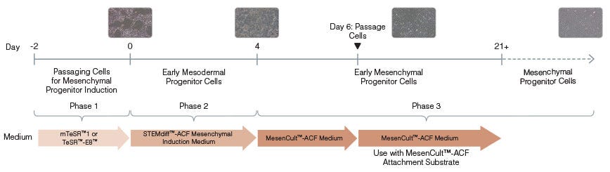 Human ES- and iPS-derived MPCs Can Be Further Differentiated Into Adipogenic, Chondrogenic and Osteogenic Lineages