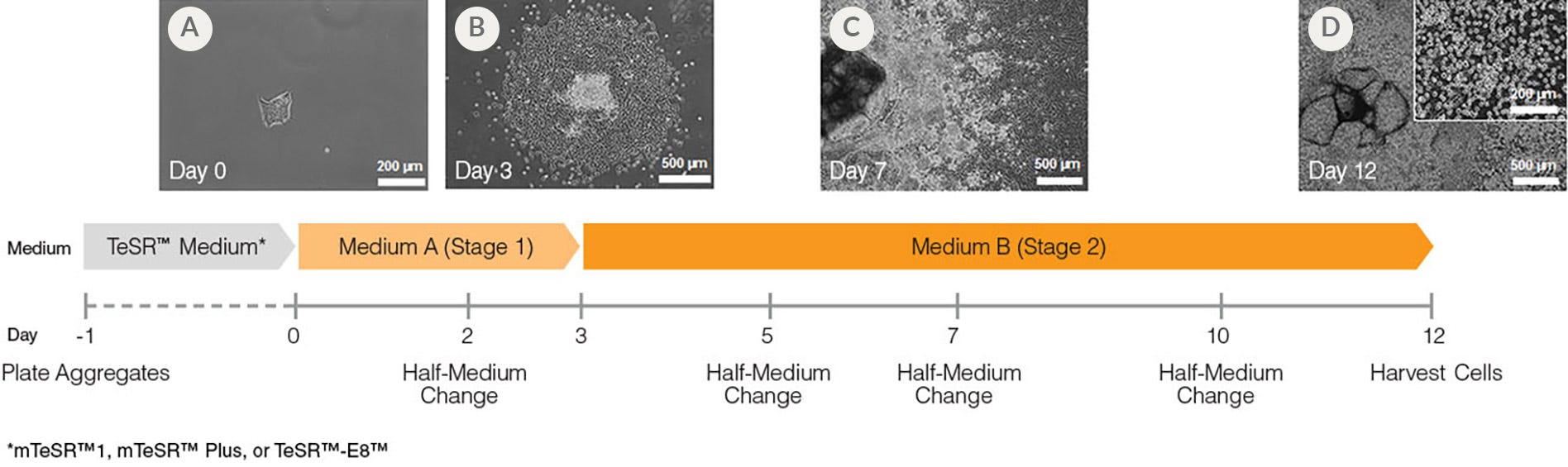 Hematopoietic Cell Differentiation Protocol