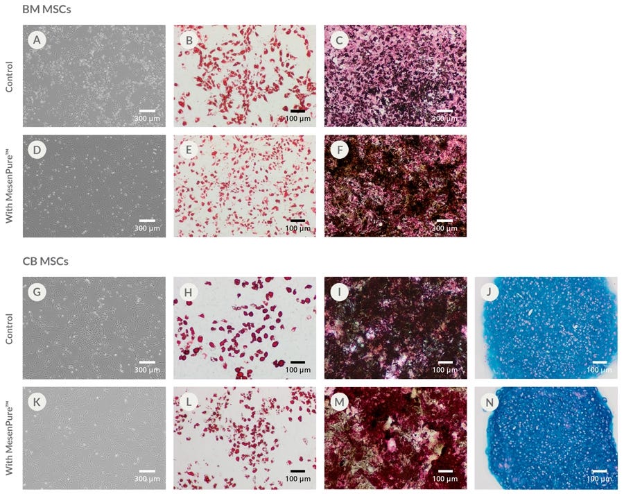 Procedure Summary for Hematopoietic CFU Assays