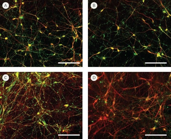 hPSC-Derived Neurons Generated in BrainPhys™ Neuronal Medium Express Markers of Neuronal Maturity After 14 and 44 Days of Differentiation