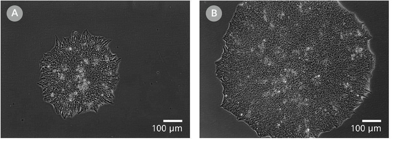 Cell images of human ES colonies plated in mTeSR™1 and mTeSR™ Plus and supplemented with CloneR™ on CellAdhere™ Vitronectin™ XF™-coated plates.