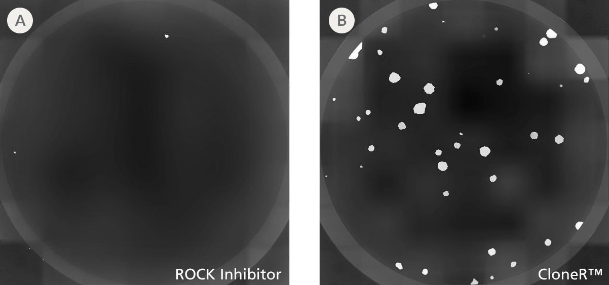 CloneR™ Increases the Cloning Efficiency of hPSCs at Low Seeding Densities