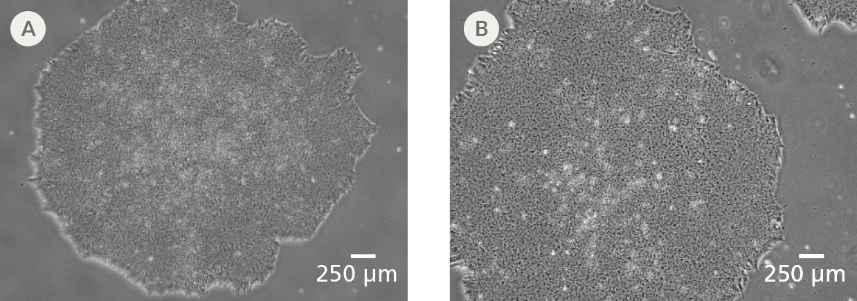 Clonal Cell Lines Established Using CloneR™ Display Characteristic hPSC Morphology