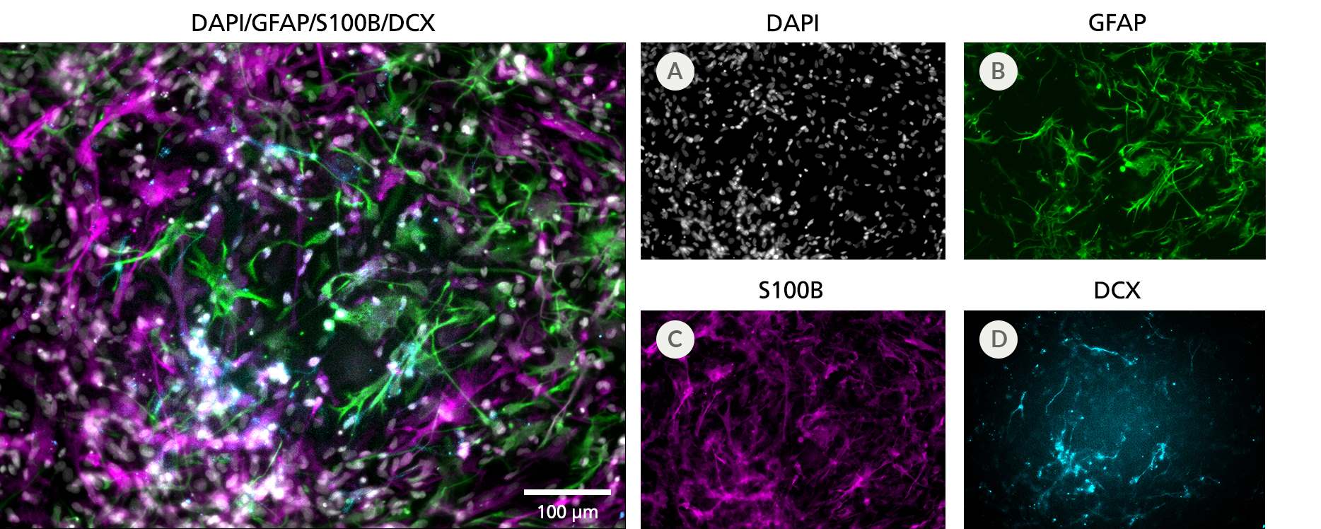 Culturing PSCs in STEMdiff™ SMADi Neural Induction Kit and STEMdiff™ Astrocyte Differentiation and Maturation Kits Yields Cortical-Type Astrocytes