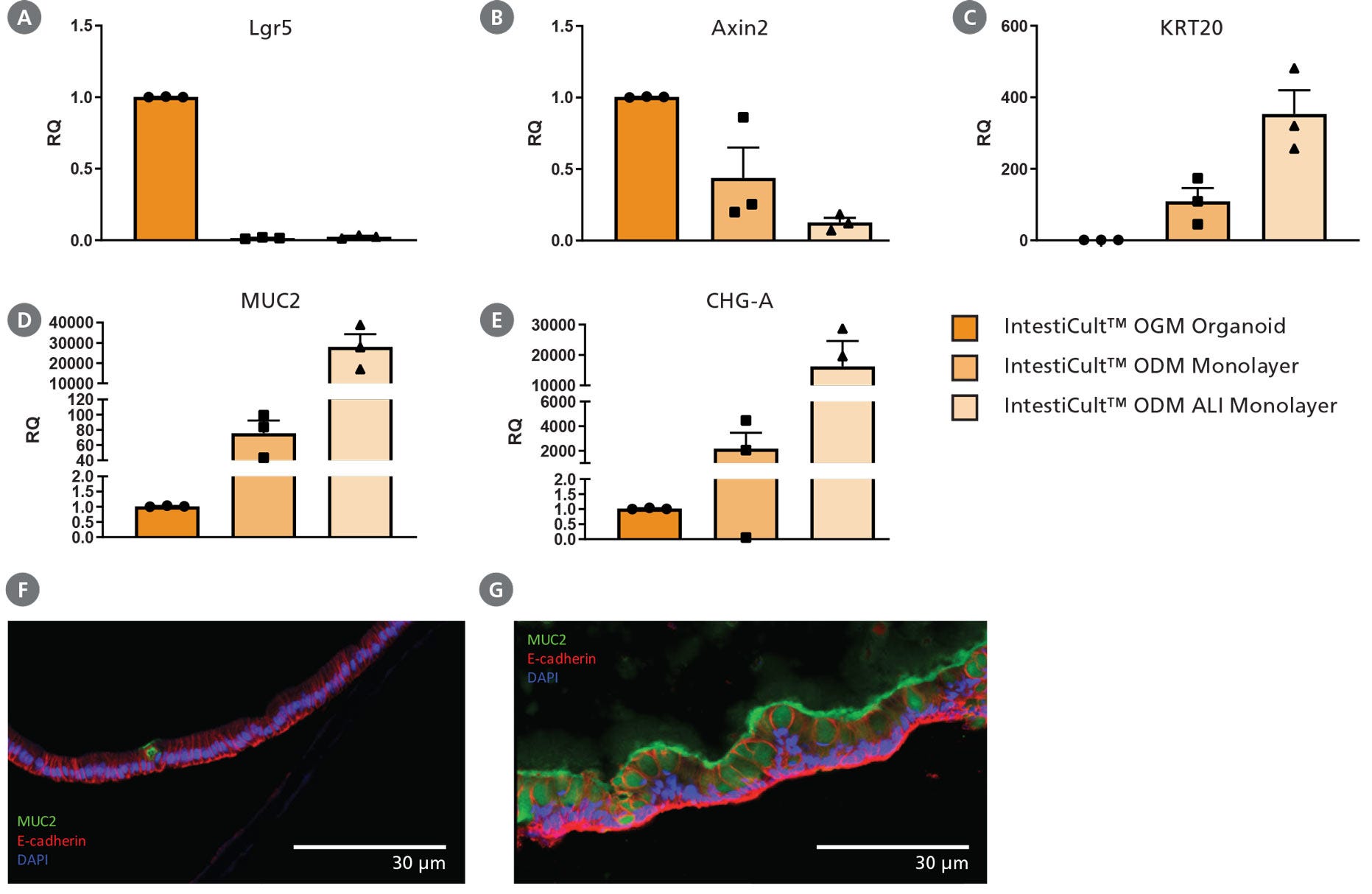 Differentiation of Intestinal Epithelium at the Air-Liquid Interface (ALI) Using IntestiCult™ ODM