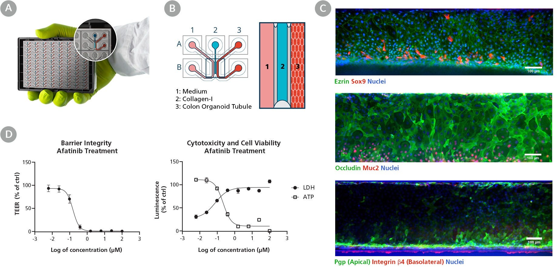 Data and images of the MIMETAS OrganoReady Colon Organoid Plate