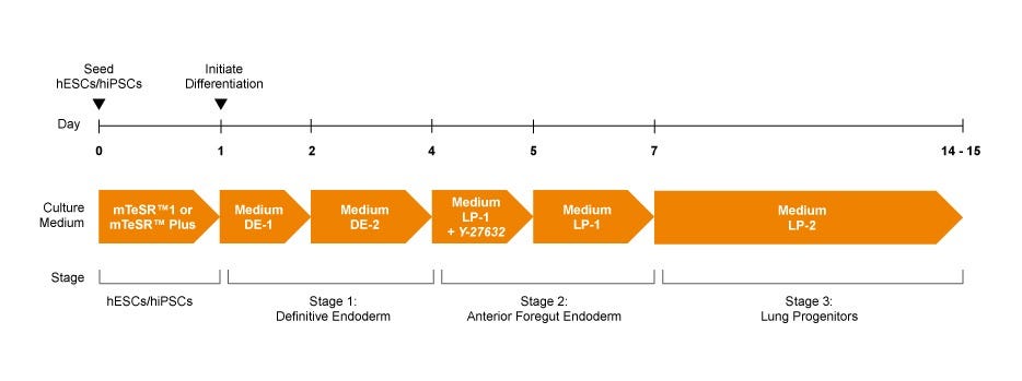 Illustration showing the protocol, media, and three stages (definitive endoderm, anterior foregut endoderm, and lung progenitors) invoved in the differentiation of human PSCs into lung progenitor cells using the STEMdiff™ Lung Progenitor Kit.