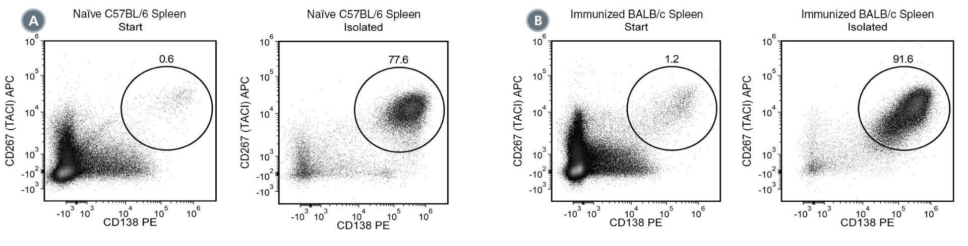 Using the EasySep™ Release Mouse CD138 Positive Selection Kit on a single-cell suspension of mouse spleen, the CD138+ purities of the start and final isolated fractions are 0.6% and 77.6% in naïve, and 1.2% and 91.6% in immunized mice, respectively.