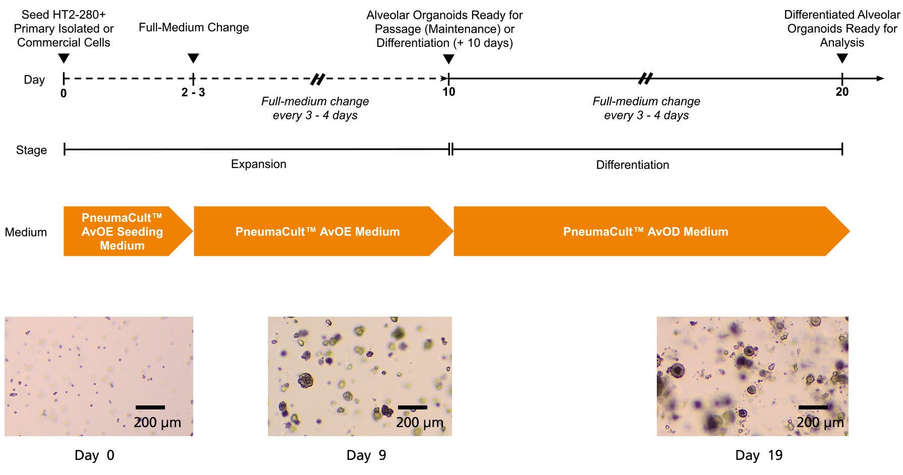 PneumaCult™ Alveolar Organoid Media workflow diagarm illustrating the expansion and differentiation stages of the protocol.