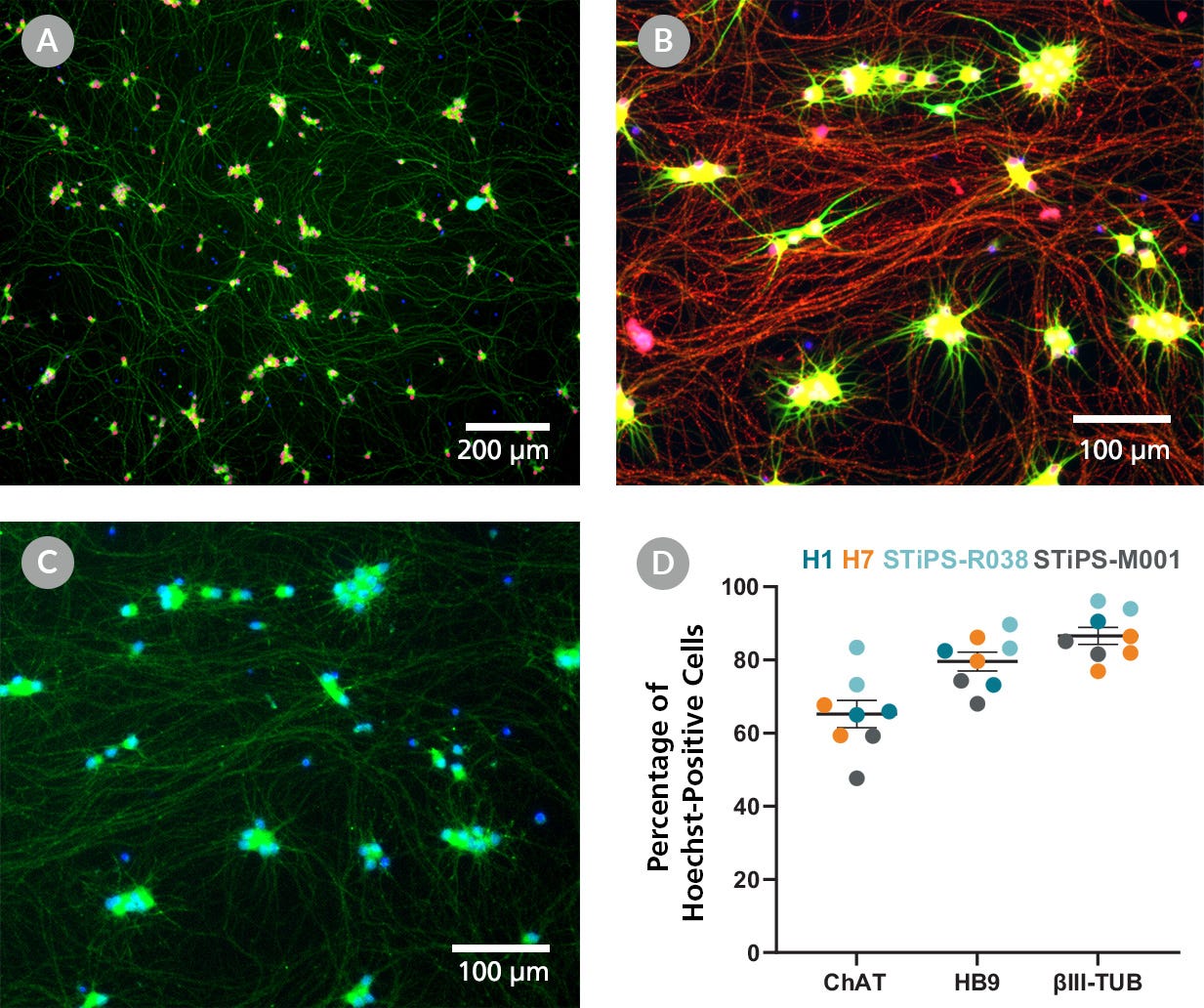 hPSC-Derived Motor Neurons Matured in STEMdiff™ Motor Neuron Maturation Medium Express Expected Markers