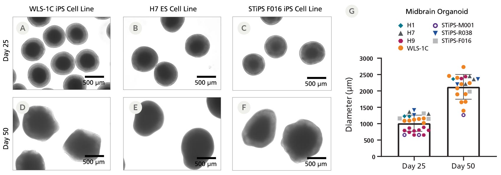 The STEMdiff Midbrain Organoid Kit generates midbrain organoids with consistent morphology from multiple cell lines, shown at Day 25 and Day 50