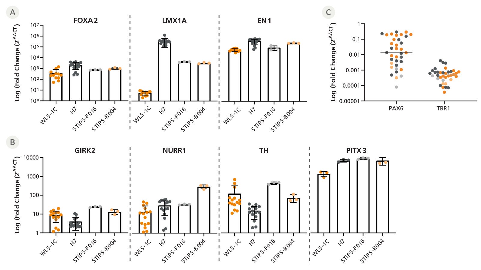 Midbrain organoids generated with the STEMdiff Midbrain Organoid Kit expressing midbrain floorplate and dopaminergic marginal zone genes