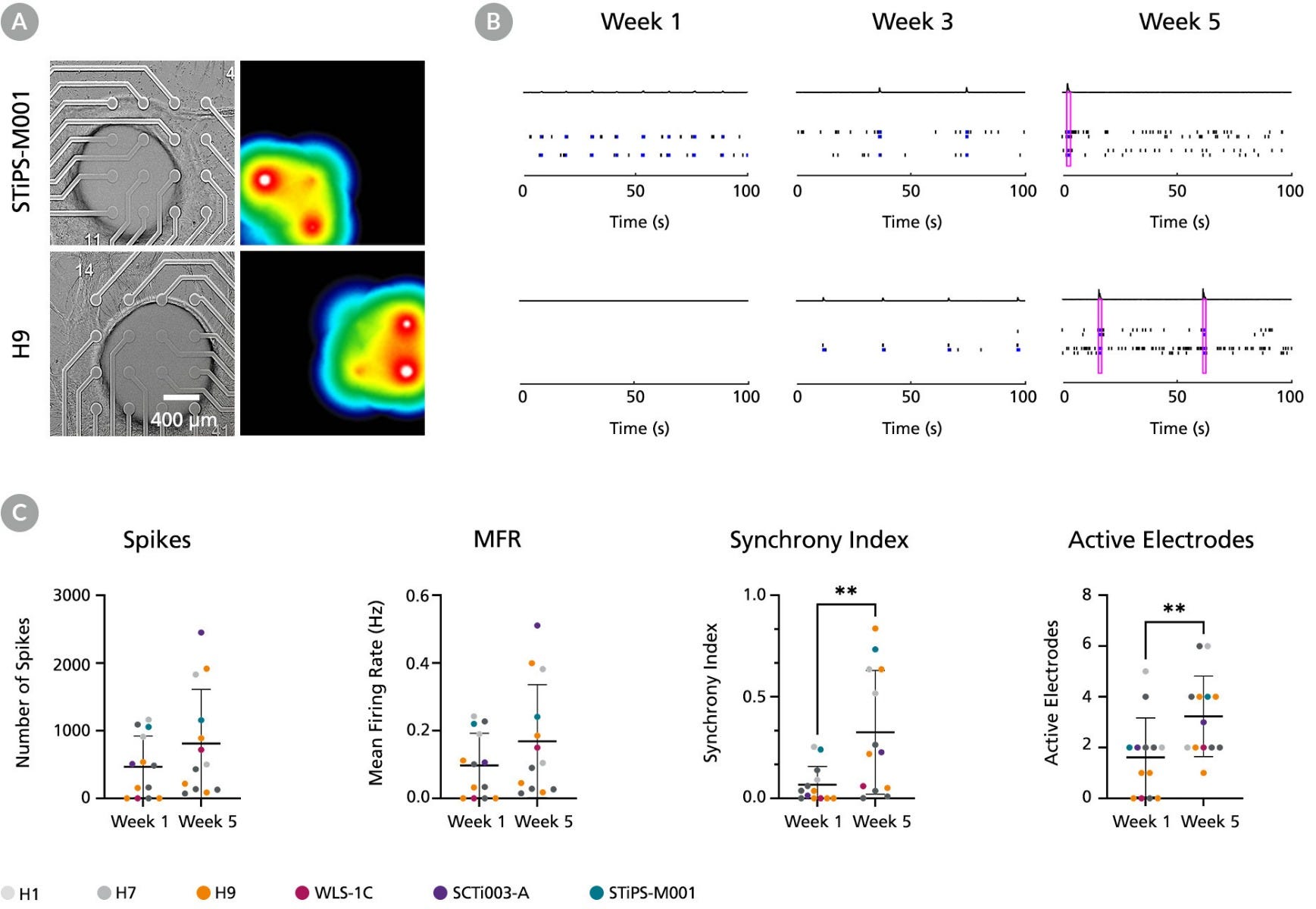 Spinal cord organoids generated with STEMdiff Spinal Cord Organoid Differentiation Kit show functional activity on an MEA system