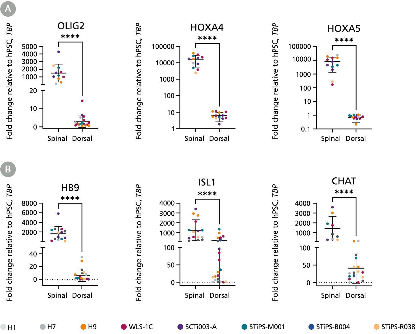 Spinal cord organoids generated with STEMdiff Spinal Cord Organoid Differentiation Kit express high levels of cervical motor neuron markers compared to controls as shown by qPCR analysis