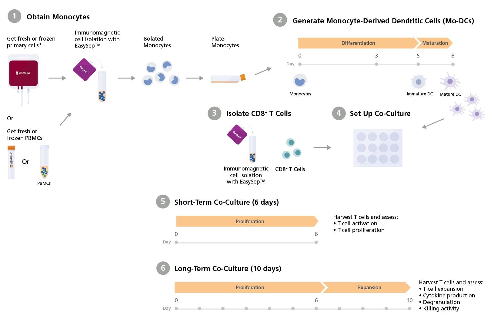 Experimental Workflow: DC/T Cell Co-Culture Protocol for the Activation and Expansion of Antigen-Induced CD8+ T Cells