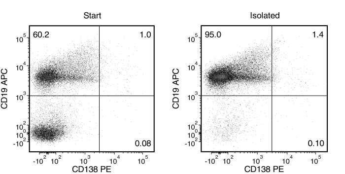 Typical EasySep™ Mouse Pan-B Cell Isolation Profile of a Non-Immunized C57BL/6 Mouse