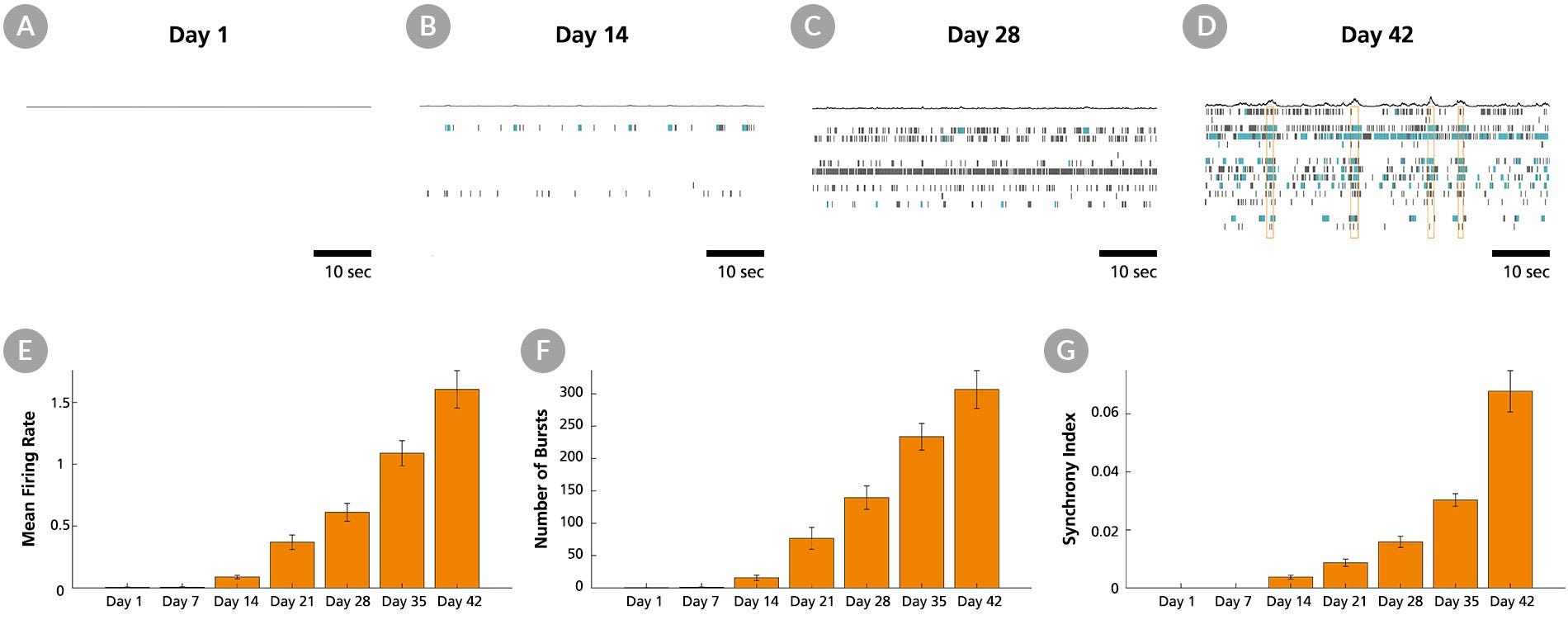 Human iPSC-derived forebrain neuron precursor cells increase neuronal activity over 42 days in culture.