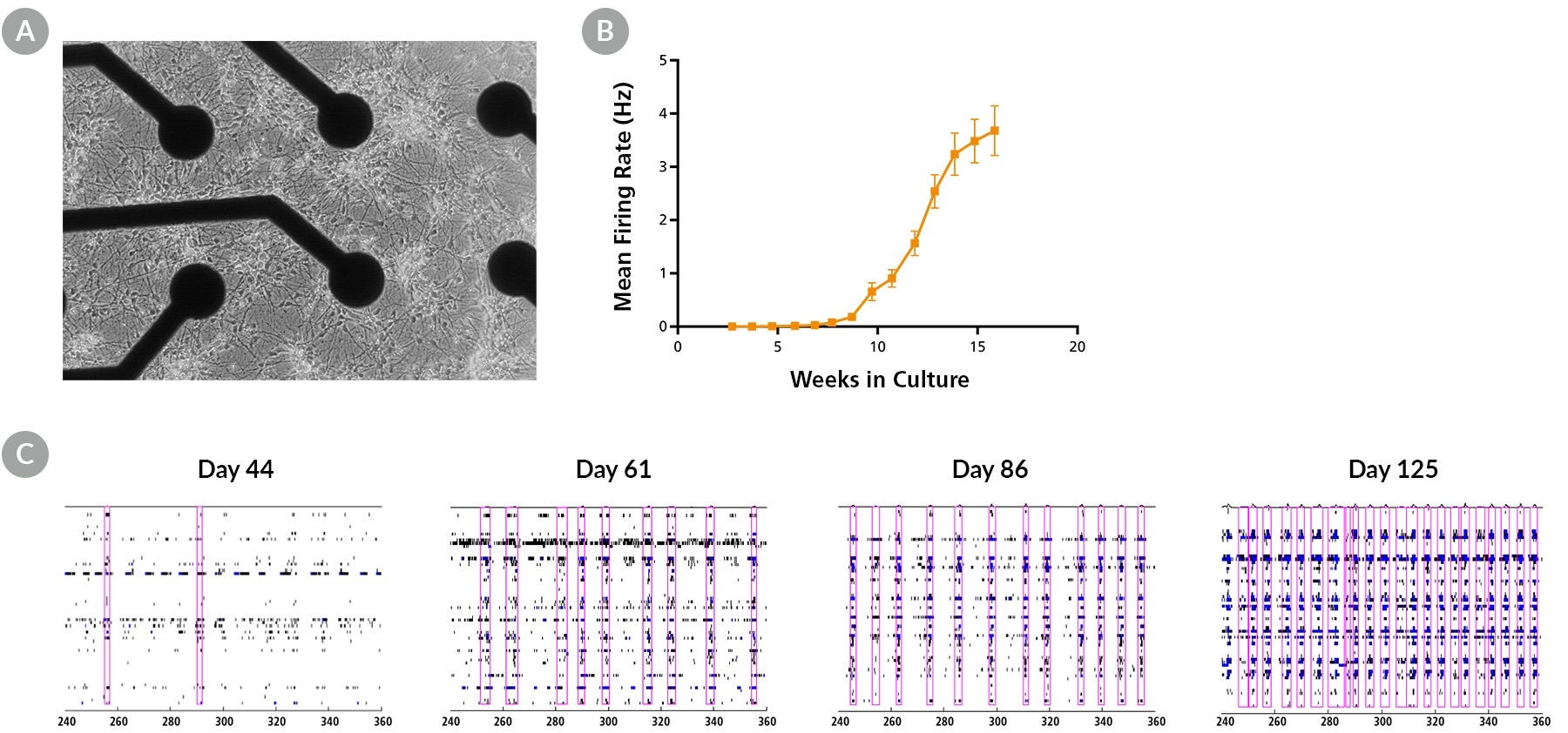 hPSC-derived neurons demonstrate measurable network activity recorded on the Maestro MEA™ system.