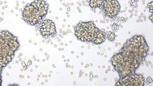 Human Primary Cells