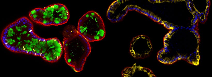 Intestinal organoids are three-dimensional (3D) in vitro tissue cultures that model the in vivo intestine.