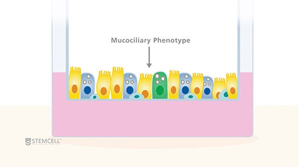 Illustration showing a pseudostratified mucociliary epithelium cultured in a Transwell® Insert