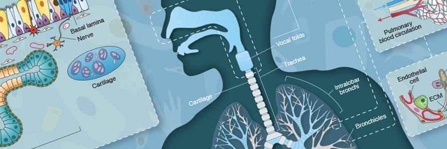 Respiratory System Wallchart