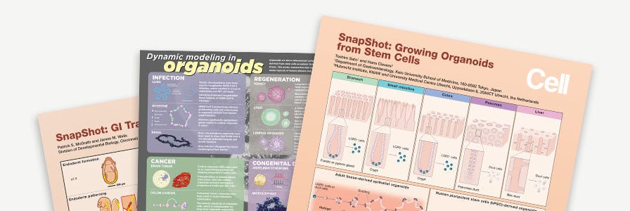 Image of epithelial and organoid wallcharts