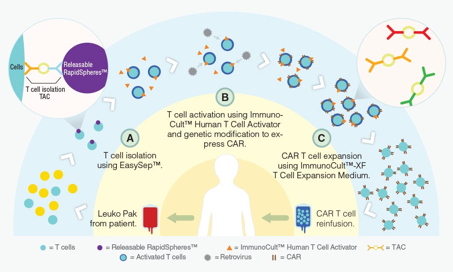 car t cell engineering