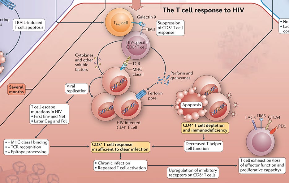 Immune Response To Hiv Immunology Mini Review