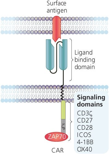 T Cell Chart