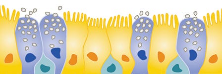 Illustration of a pseudostratified airway epithelium achieved with ALI culture.