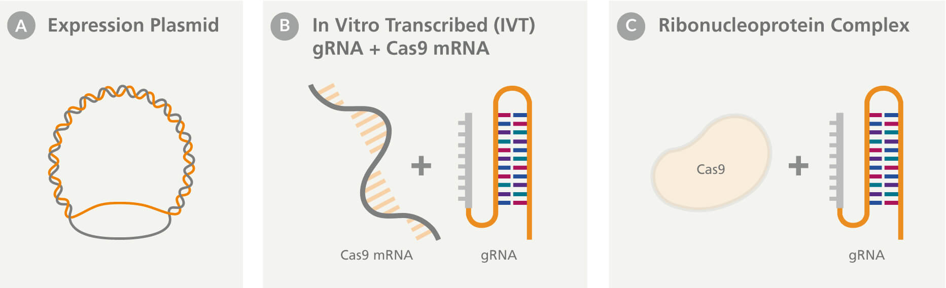 Cartoon representations of the three most common CRISPR expression systems: expression plasmid, in vitro transcribed (IVT) gRNA + Cas9 mRNA, and ribonucleoprotein complex.