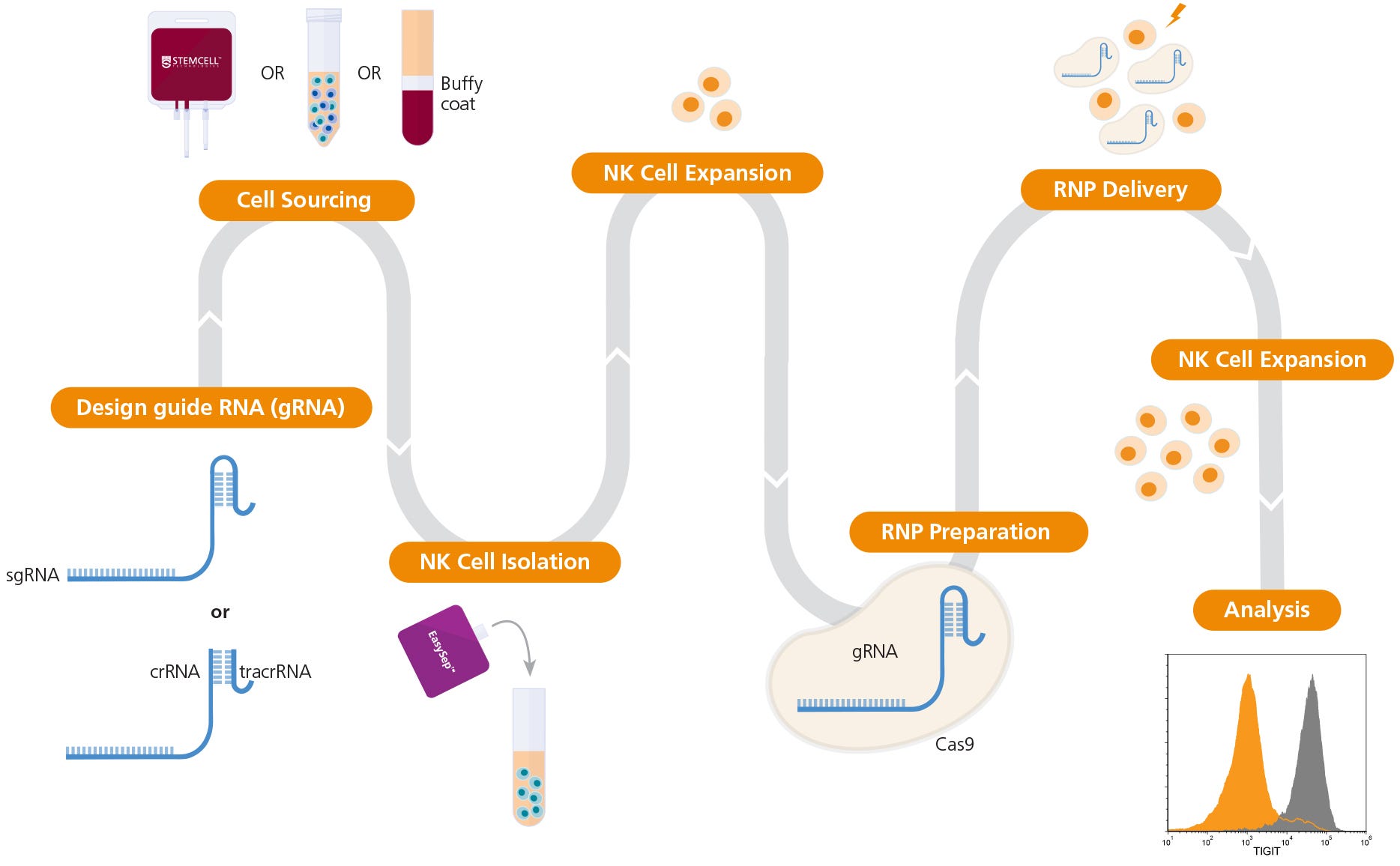 Workflow for CRISPR-Cas9 Genome Editing of Human NK Cells