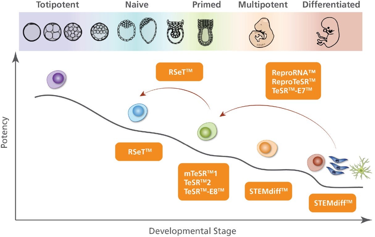 adult pluripotent stem cells