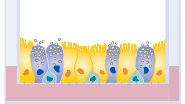 Illustration of pseudostratified mucociliary epithelium